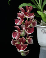 Carica l'immagine nel visualizzatore Galleria, Catasetum pileatum imperialis 'Pierre Couret'