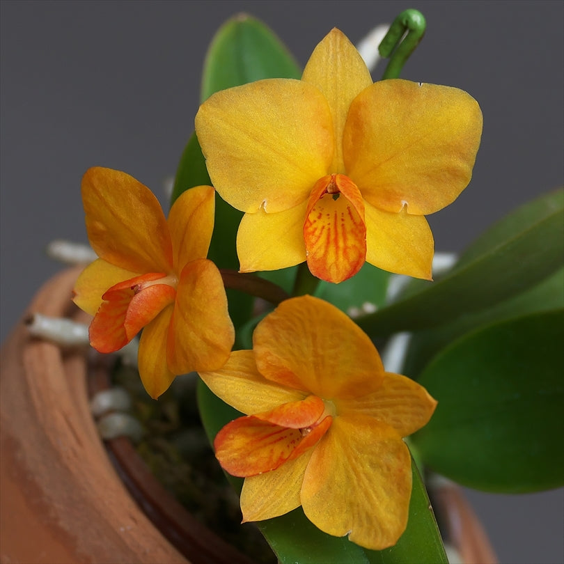 Cattlianthe Faikon Ball (Cattleya cernua × Cattlianthe Candy Ball)
