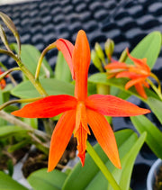 Cattlianthe Amazon Trick (Cattlianthe Trick or Treat × Cattleya cinnabarina)