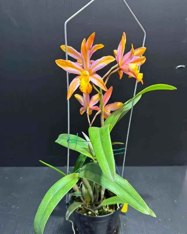 Cattlianthe Magic Bell 'New Trick' HCC/AOS