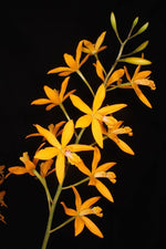 Load image into Gallery viewer, Enantleya Circus Lady (Ctt. Trick or Treat x E. correllii)