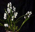 Load image into Gallery viewer, Cuitlauzina pulchella