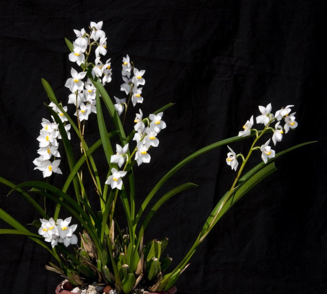 Cuitlauzina pulchella