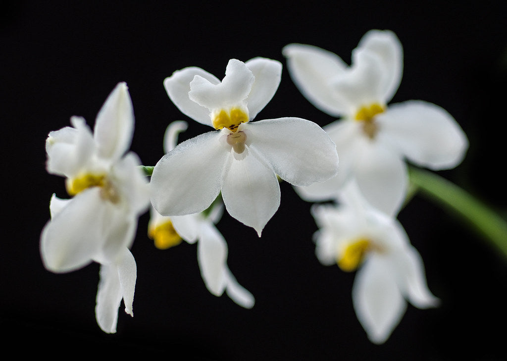 Cuitlauzina pulchella