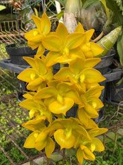 Cycnodes Taiwan Gold 'Super'