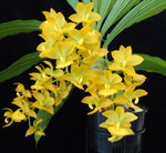 Load image into Gallery viewer, Cycnodes Jumbo Puff