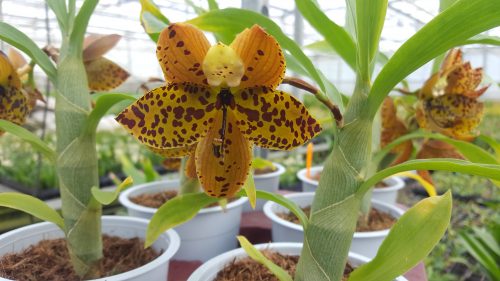 Cycnoches barthorium