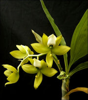 Cycnoches warscewiczii