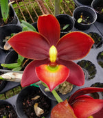 Carica l'immagine nel visualizzatore Galleria, Cycnodes Taiwan Black Pearl 'ORCHIS-01' (ORANGE/GREEN) - (Cycnoches Mass Canfusion ' Big Green' x Cycnodes Taiwan Yellow Diamond)