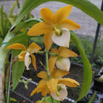 Carica l'immagine nel visualizzatore Galleria, Cycnodes Taiwan Black Pearl 'ORCHIS-02' (YELLOW/WHITE) - (Cycnoches Mass Canfusion ' Big Green' x Cycnodes Taiwan Yellow Diamond)