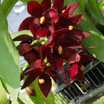 Load image into Gallery viewer, Cycnodes Taiwan Black Pearl 'ORCHIS-03' (Red) - (Cycnoches Mass Canfusion 'Big Green' x Cycnodes Taiwan Yellow Diamond)