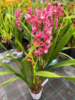 Load image into Gallery viewer, Cymbidium Alison Shaw
