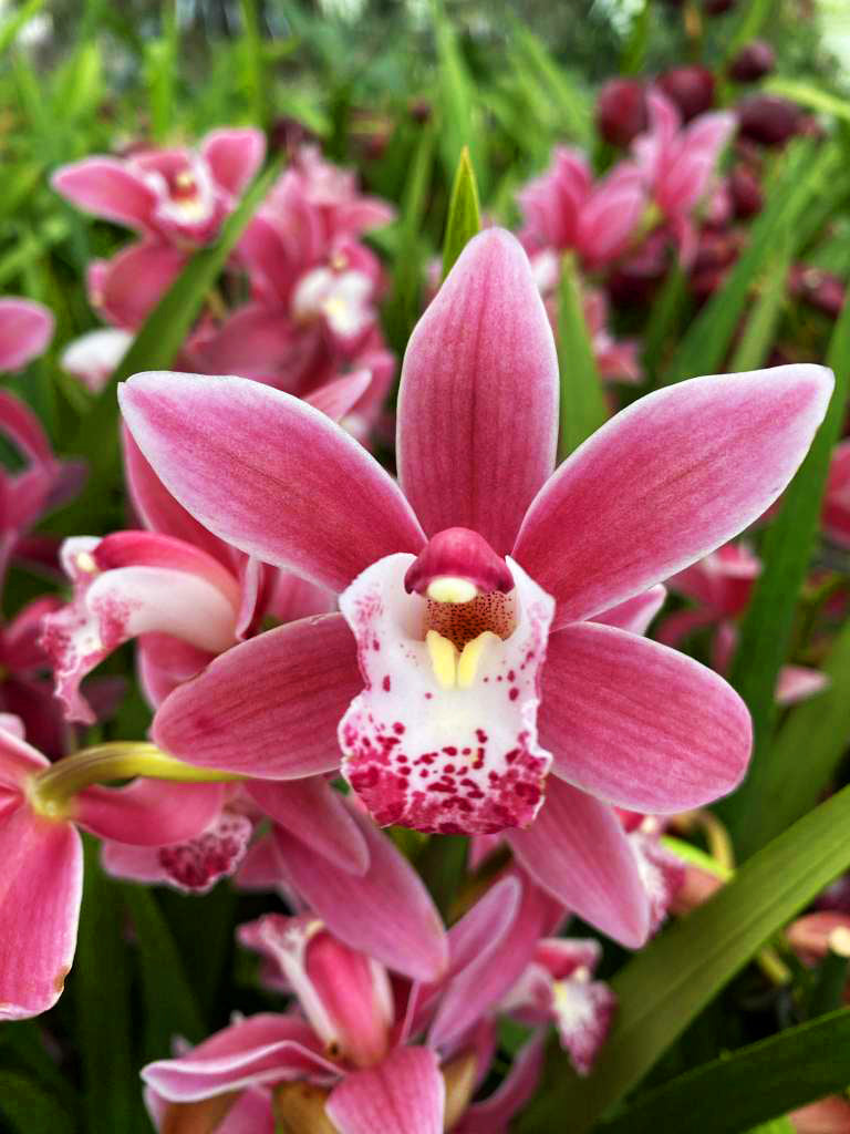 Cymbidium Alison Shaw
