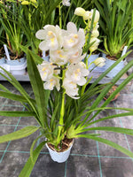 Carica l&#39;immagine nel visualizzatore Galleria, Cymbidium Dove Feather
