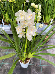 Cymbidium Dove Feather