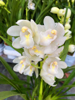 Carica l&#39;immagine nel visualizzatore Galleria, Cymbidium Dove Feather

