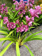 Cymbidium George Formby
