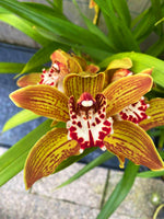 Carica l&#39;immagine nel visualizzatore Galleria, Cymbidium Gorm Flor (erythraeum x tracyanum)
