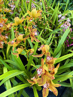 Carica l&#39;immagine nel visualizzatore Galleria, Cymbidium Gorm Flor (erythraeum x tracyanum)
