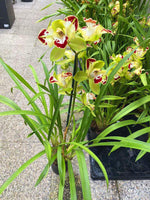 Carica l&#39;immagine nel visualizzatore Galleria, Cymbidium Italian Charm Flamingo Trilip - Peloric
