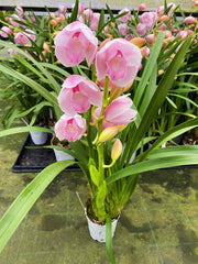 Cymbidium Pink Paddy