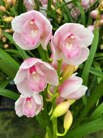 Load image into Gallery viewer, Cymbidium Pink Paddy
