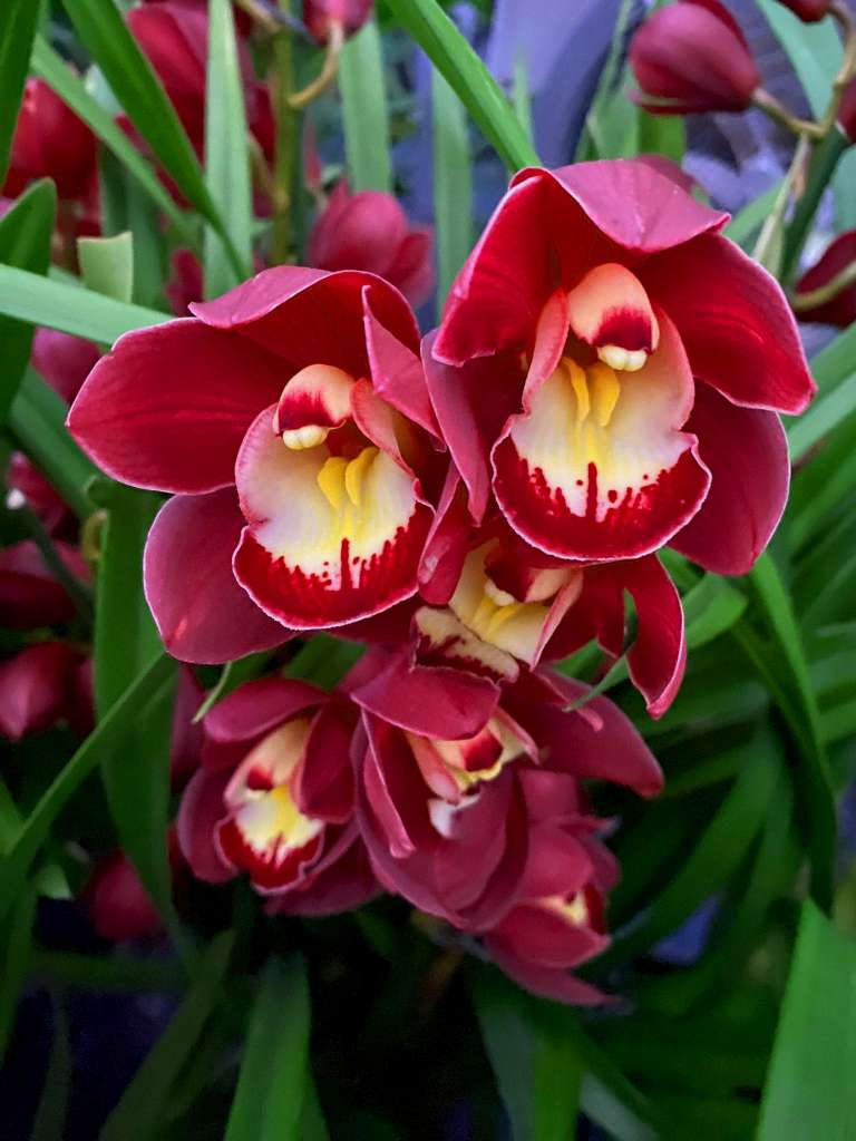 Cymbidium Red Beauty 'Roy'