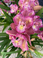 Carica l&#39;immagine nel visualizzatore Galleria, Cymbidium Sweet Wine &#39;Rika&#39; - Peloric
