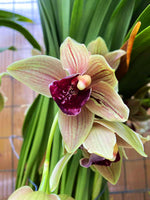 Load image into Gallery viewer, Cymbidium Bull Barrow
