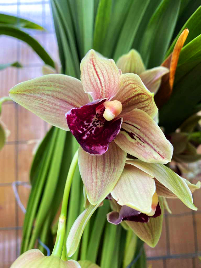 Cymbidium Bull Barrow