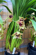Load image into Gallery viewer, Cymbidium Bull Barrow
