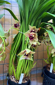Cymbidium Bull Barrow