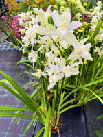 Load image into Gallery viewer, Cymbidium lowianum f. alba