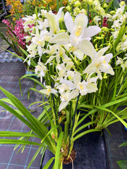 Cymbidium lowianum f. alba