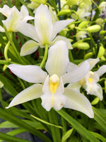Load image into Gallery viewer, Cymbidium lowianum f. alba