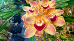 Load image into Gallery viewer, Cymbidium Sweet Apricot
