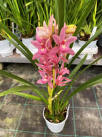 Load image into Gallery viewer, Cymbidium Wild Pink
