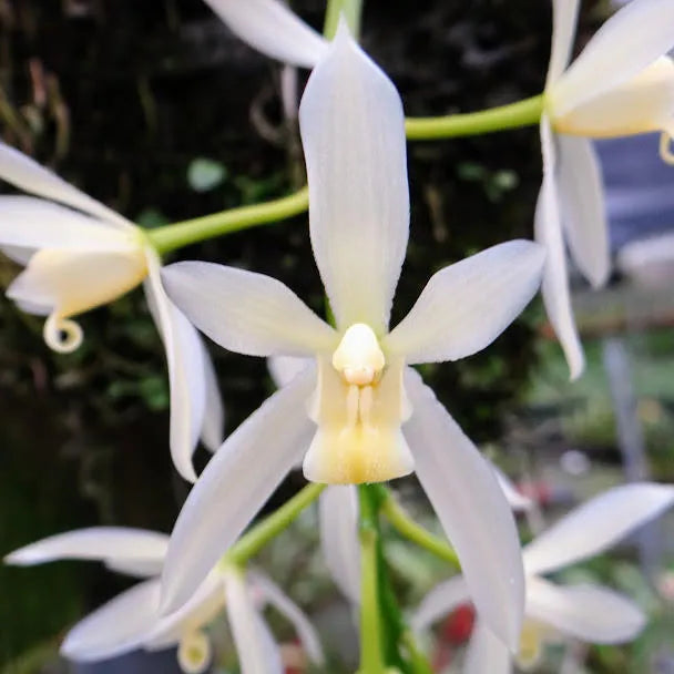 Cymbidium dayanum var. alba