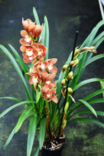 Load image into Gallery viewer, Cymbidium Autumn Orange
