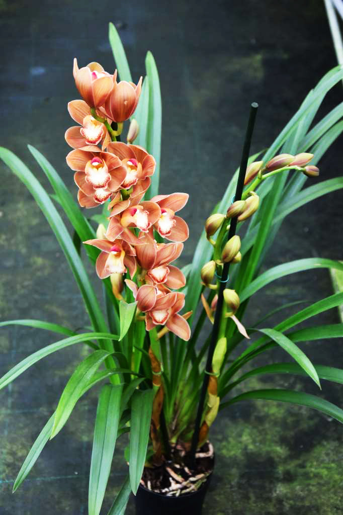 Cymbidium Autumn Orange