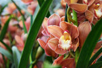 Load image into Gallery viewer, Cymbidium Autumn Orange
