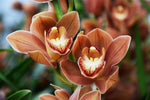 Load image into Gallery viewer, Cymbidium Autumn Orange
