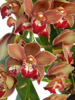 Load image into Gallery viewer, Cymbidium Dark Freak &#39;Mud in the Eye&#39;
