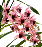 Load image into Gallery viewer, Cymbidium Devon Wine &#39;Million Veil&#39;
