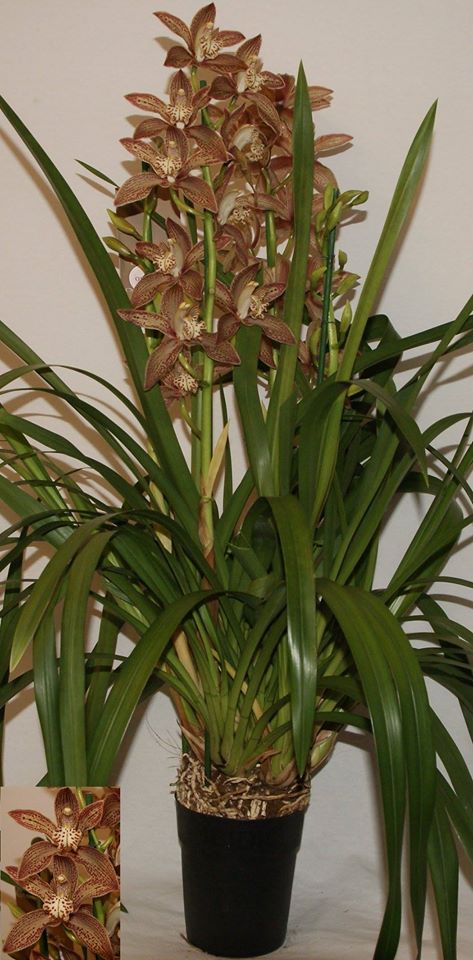 Cymbidium Enzan Knuckle 'Paulista' 