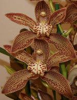 Carica l&#39;immagine nel visualizzatore Galleria, Cymbidium Enzan Knuckle &#39;Paulista&#39; 
