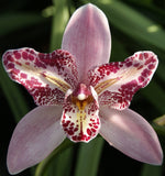 Carica l&#39;immagine nel visualizzatore Galleria, Cymbidium Flamingo &#39;Peachlet Ilona&#39;
