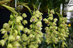 Load image into Gallery viewer, Cymbidium Cascade &#39;Harwin&#39;
