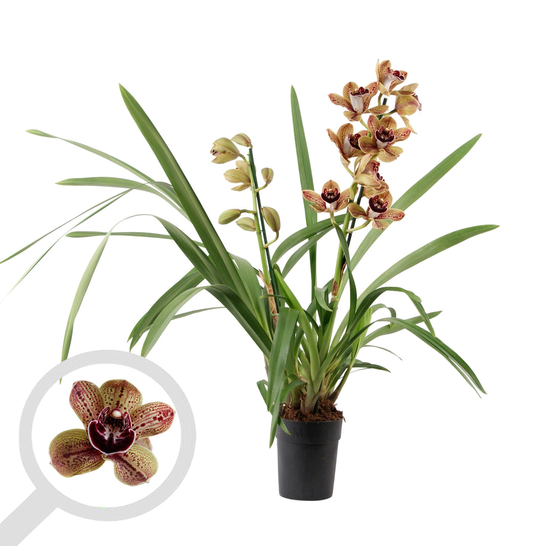 Cymbidium Los Angeles