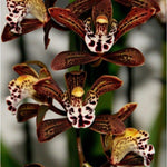 Carica l&#39;immagine nel visualizzatore Galleria, Cymbidium Magic Chocolate
